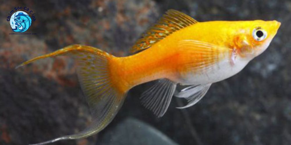 Hướng Dẫn Nuôi Cá Molly Dễ Dàng Cho Người Mới