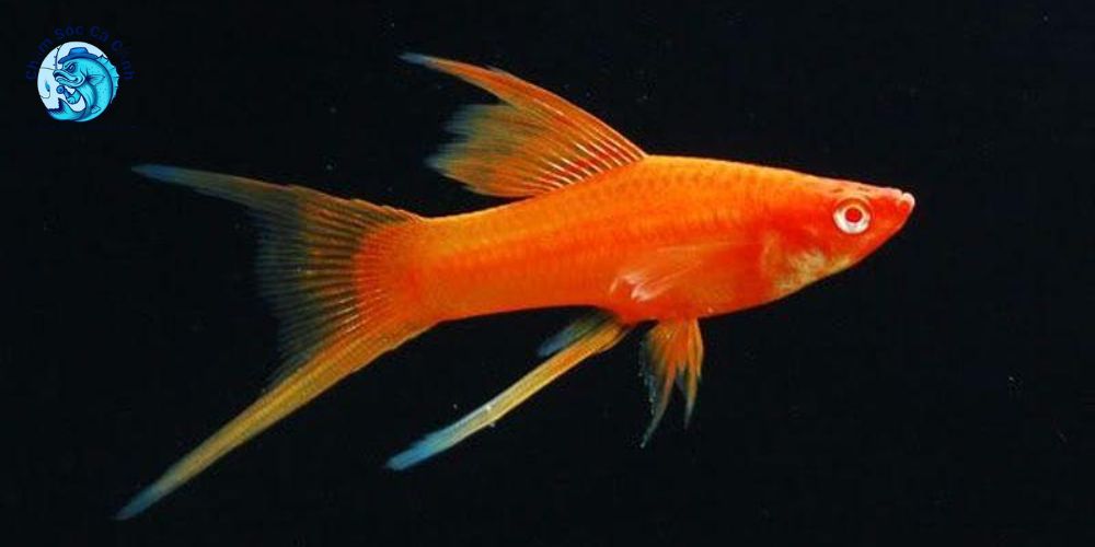 Cá kiếm cảnh - Cách nuôi và chọn giống đẹp cho người mới