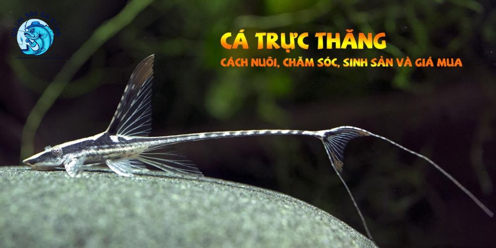 Cá Trực Thăng - Cách Nuôi, Giá Bán và Mẹo Chăm Sóc