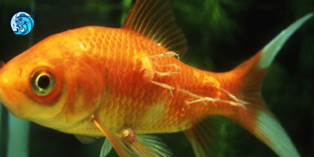 Bệnh Trùng Mỏ Neo Ở Cá Cảnh - Dấu Hiệu & Cách Trị Dứt Điểm