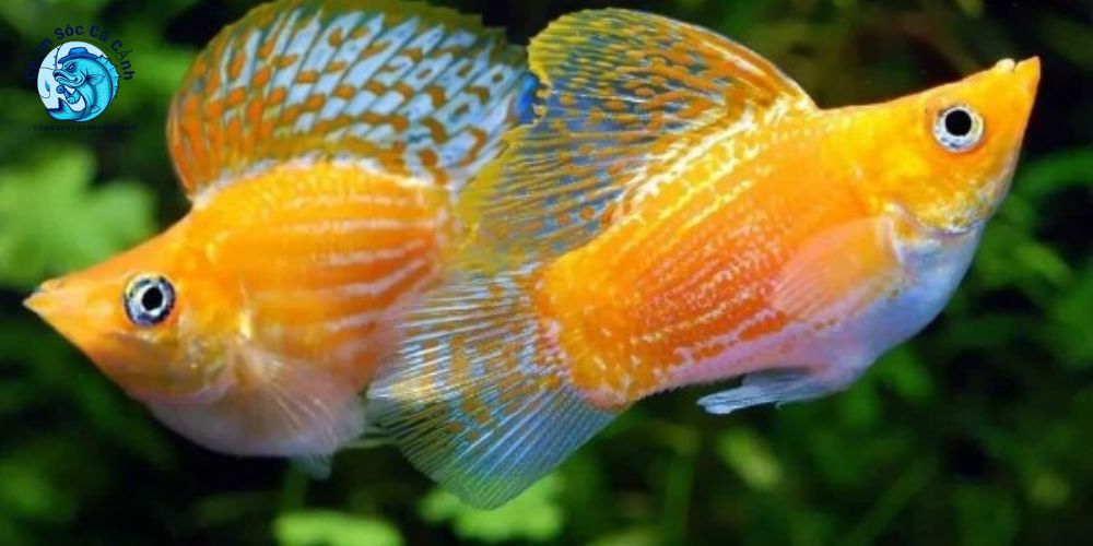 Cá Bình Tích - Cách Nuôi, Sinh Sản và Chăm Sóc Đúng Chuẩn