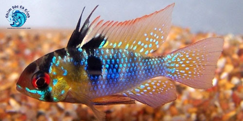 Cá Phượng Hoàng - Cách Nuôi Và Kinh Nghiệm Thực Tế