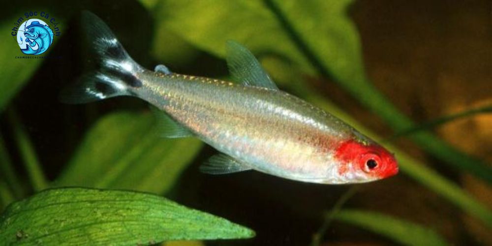 Cá sóc đầu đỏ - Cách nuôi, thức ăn và kỹ thuật chăm sóc