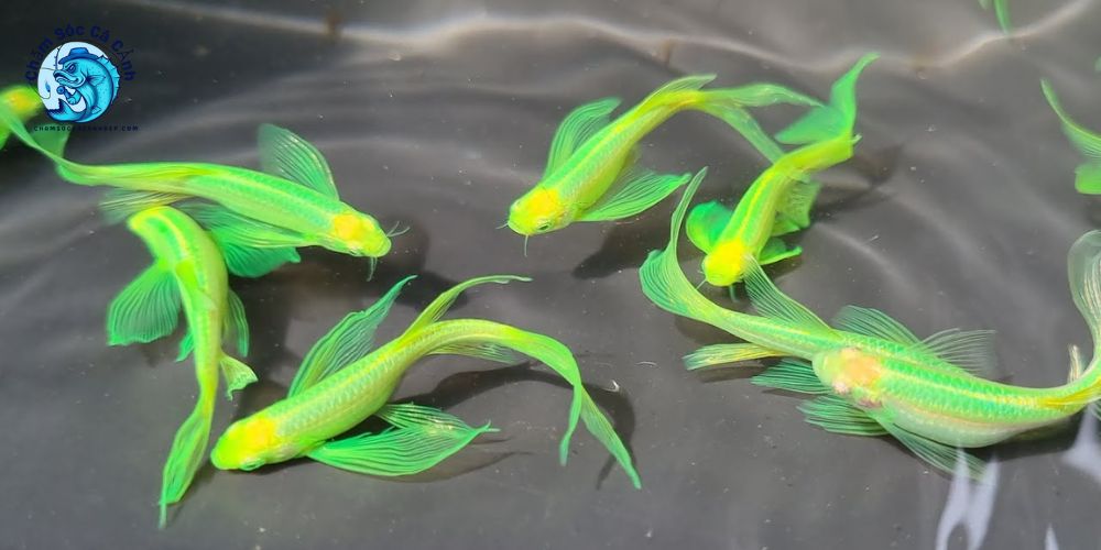 Cá sọc ngựa cánh tiên