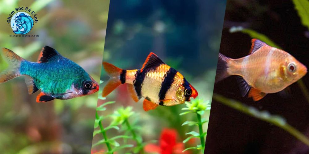 Cá xecan - Loài cá cảnh dễ nuôi, đẹp mắt và giàu giá trị