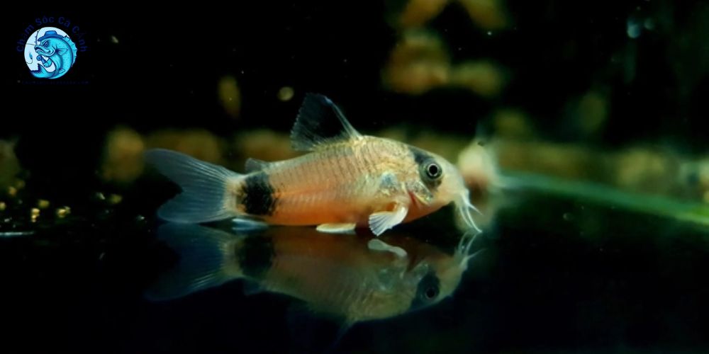 Cá Chuột Panda - Đặc điểm, cách nuôi & chăm sóc đúng chuẩn