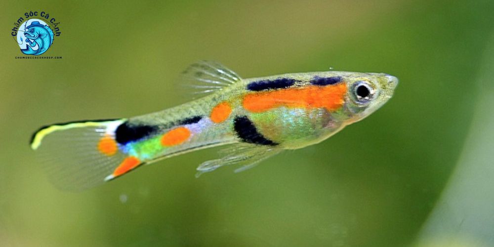 Cá Endler - Cách Nuôi, Sinh Sản Và Chăm Sóc Chuẩn Nhất